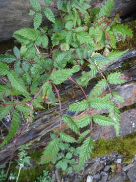 Plancia ëd Rubus pungens Cambess. ex Jacq.