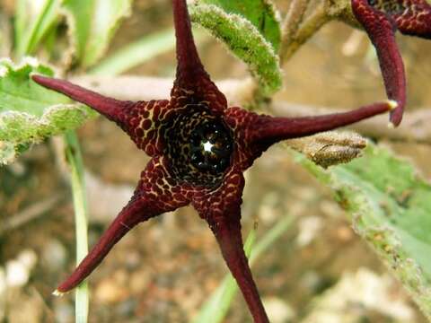 Image of Ceropegia foetidissima Bruyns