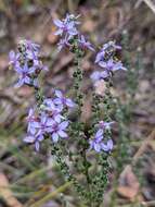 صورة Olearia floribunda (Hook. fil.) Benth.