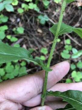 Image of Hieracium krylovii Nevski ex Krylov