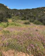 Image of denseflower Indian paintbrush