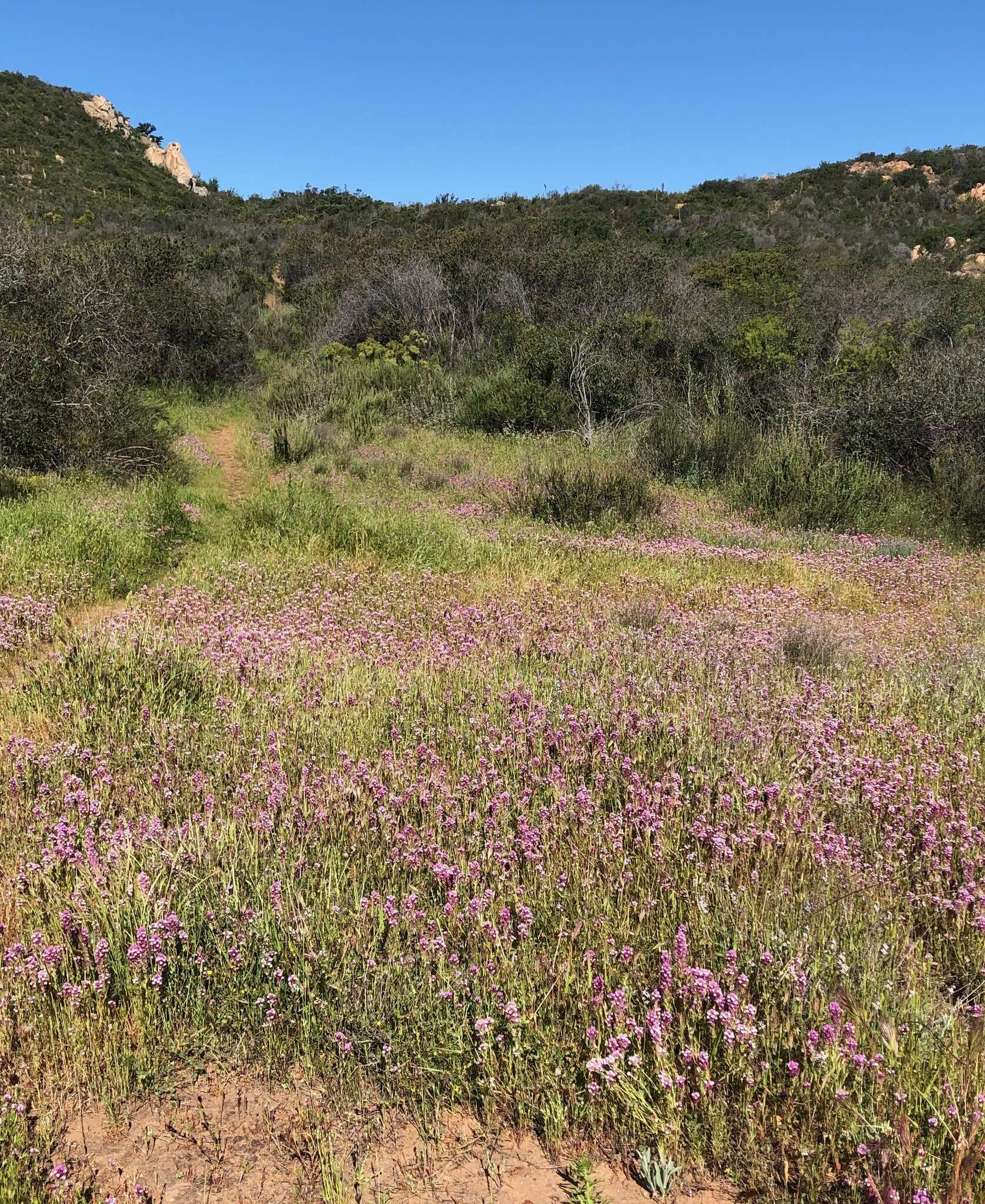 Image of denseflower Indian paintbrush