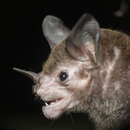 Image of Pale-faced Bat