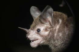 Image of Pale-faced Bat