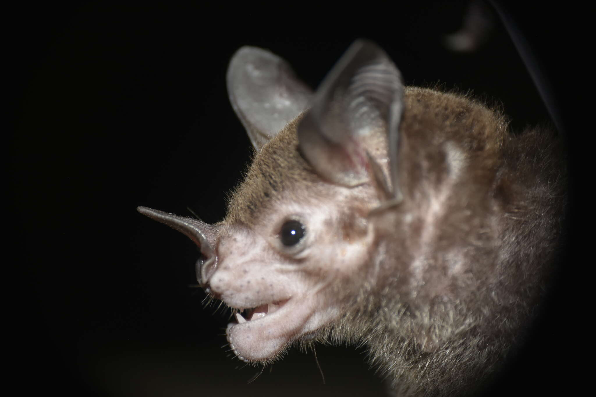 Image of Pale-faced Bat