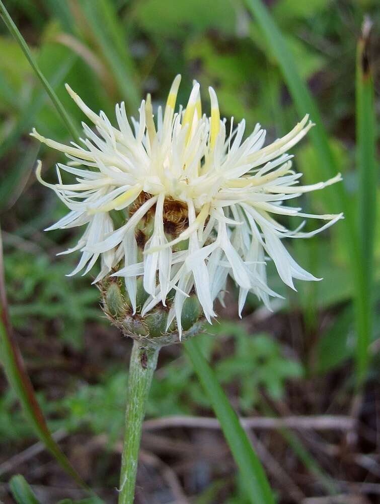 Image of Centaurea dichroantha A. Kerner