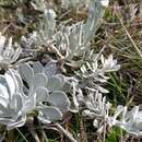 Image of Senecio ostenii Mattf.