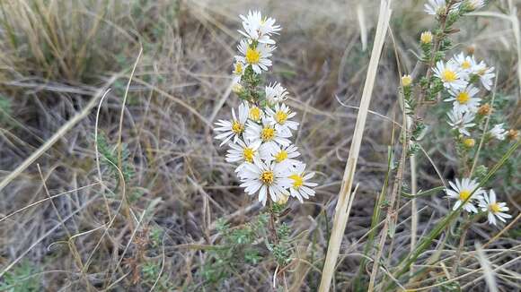 Image of white prairie aster