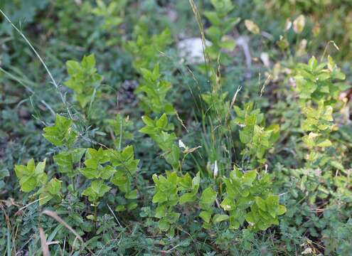 Image of Mercurialis ovata Sternb. & Hoppe