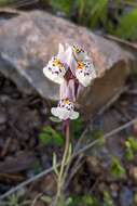 Image of Linaria amethystea (Vent.) Hoffmgg. & Link