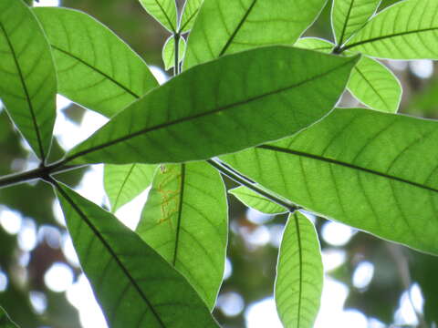 Image de Alstonia muelleriana Domin