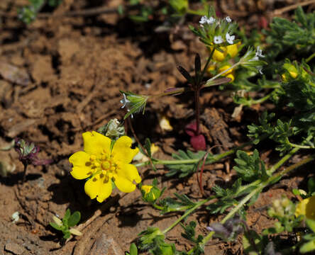 Image of Potentilla geranioides Willd.