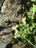 Sivun Sedum glaucophyllum R. T. Clausen kuva