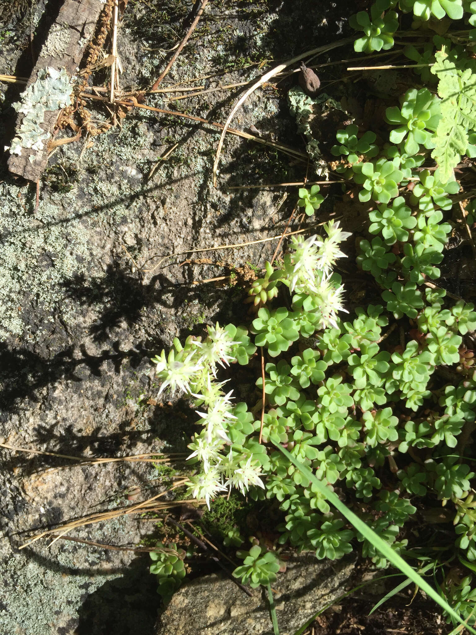 Imagem de Sedum glaucophyllum R. T. Clausen