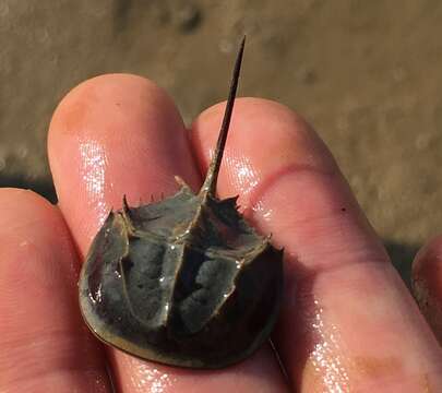 Image of Horseshoe Crab