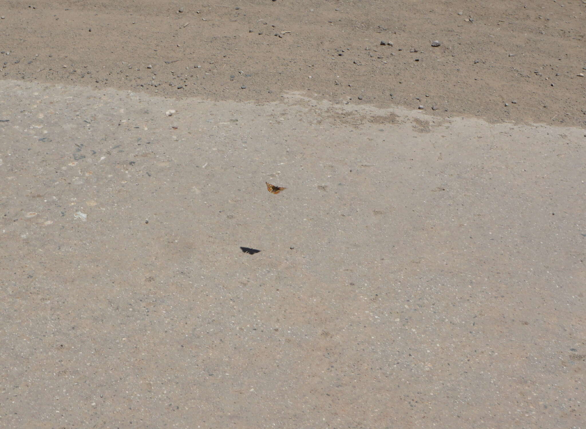 Image of Gabb's Checkerspot