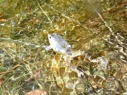 Image of Altai Brown Frog (Altai Mountains Populations)