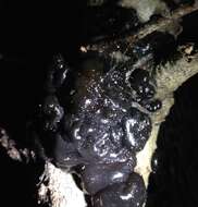 Image of Black Witches' Butter