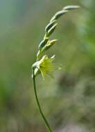 Imagem de Gladiolus pubigerus G. J. Lewis