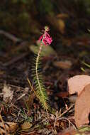 Plancia ëd Epacris impressa Labill.