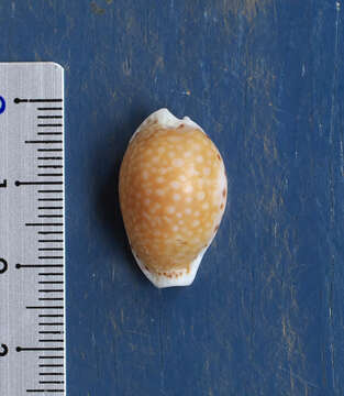 Image of separated cowry (from spurca and gangranosa)