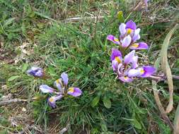 Image of Iris unguicularis subsp. cretensis (Janka) A. P. Davis & Jury