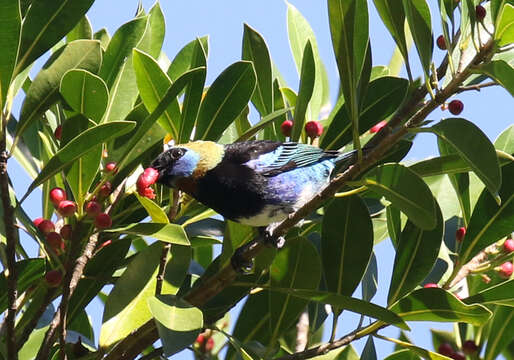 Image of Golden-hooded Tanager