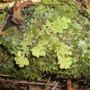 Image of Trichocolea mollissima (Hook. fil. & Taylor) Gottsche