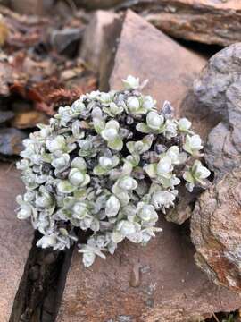 Plancia ëd Anaphalis nepalensis (Spreng.) Hand.-Mazz.