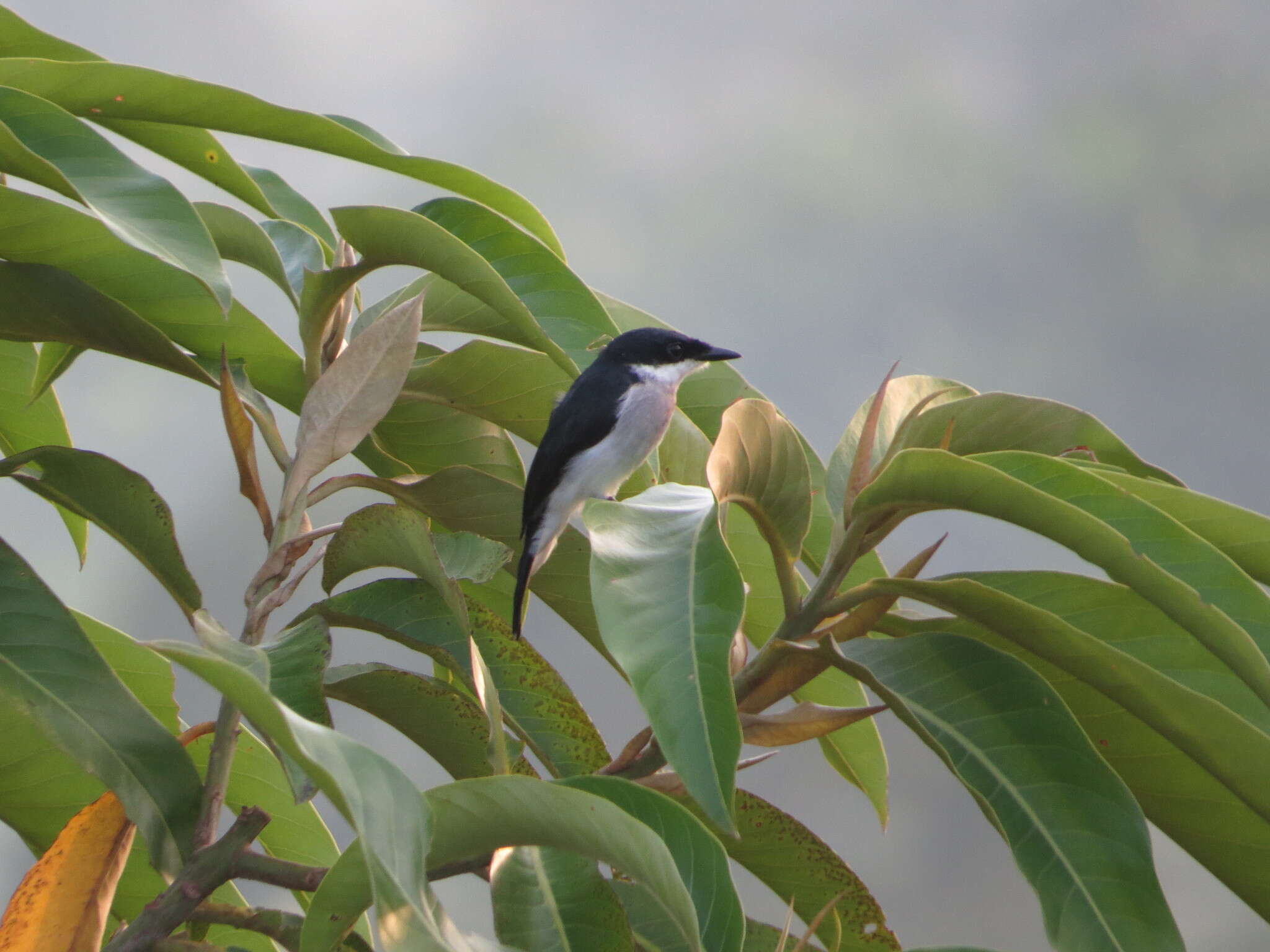 Image of Black-winged Flycatcher-shrike