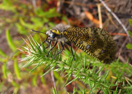 Image de Palpares speciosus (Linnaeus 1758)