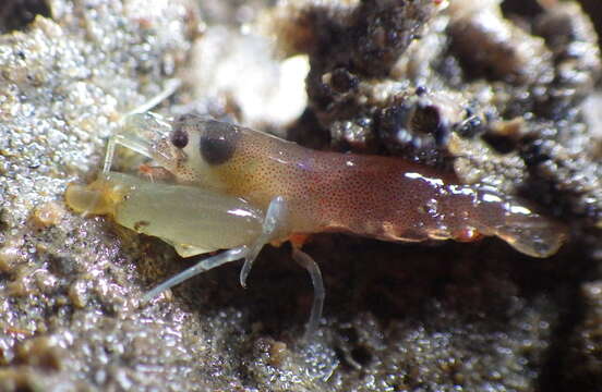 Image of littoral pistol shrimp