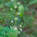 Image of Anticlea sibirica (L.) Kunth