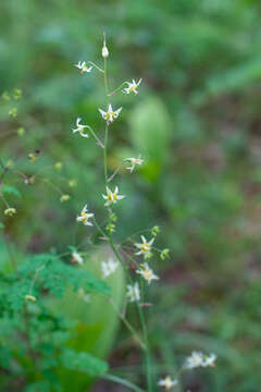 صورة Anticlea sibirica (L.) Kunth