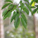 Plancia ëd Prunus phaeosticta (Hance) Maxim.
