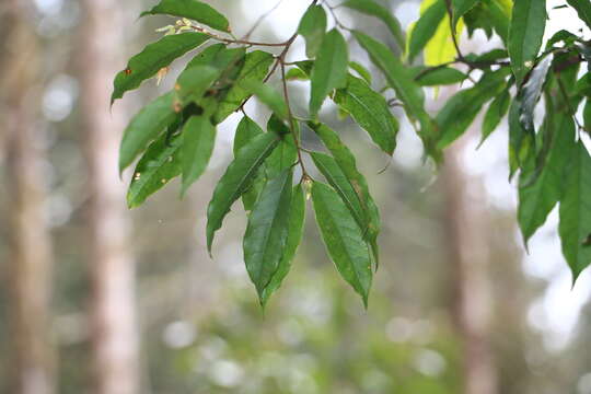 Prunus phaeosticta (Hance) Maxim. resmi