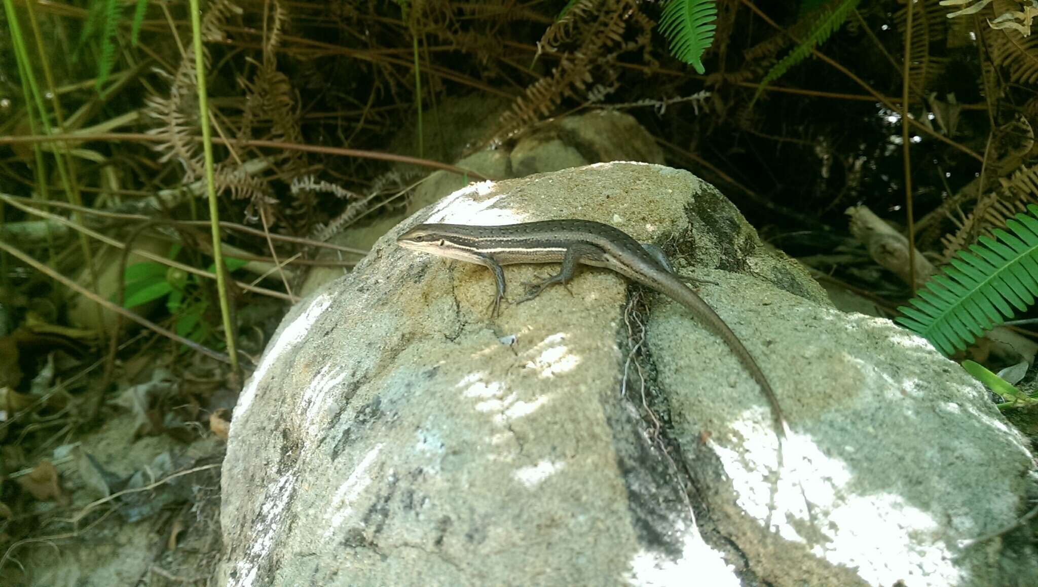 Слика од Trachylepis gravenhorstii (Duméril & Bibron 1839)