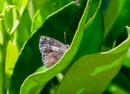 Image of Ocaria ocrisia (Hewitson 1868)