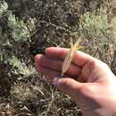 Imagem de Calochortus macrocarpus var. macrocarpus