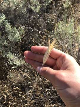 صورة Calochortus macrocarpus var. macrocarpus