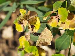 Image of Euphorbia iberica Boiss.