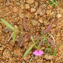 Image of Pigea enneasperma (L.) P. I. Forst.