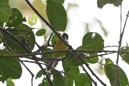 Image of Black-throated Apalis