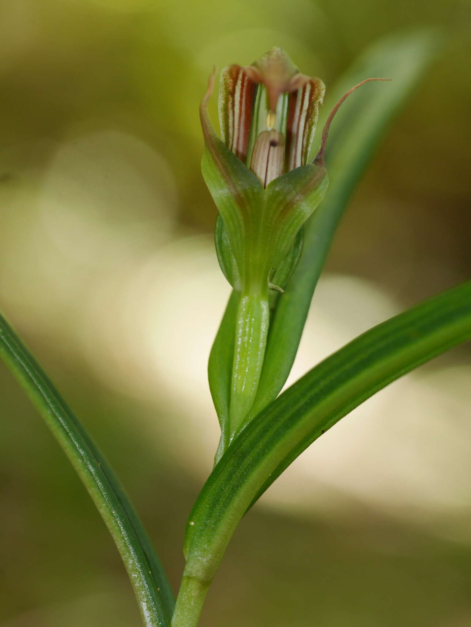 Image of Pterostylis irsoniana Hatch