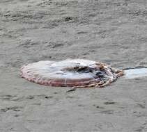 Image of sea nettle