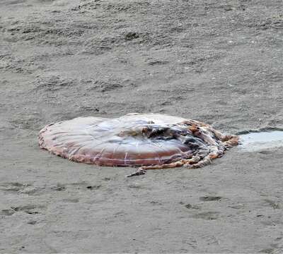 Image of sea nettle