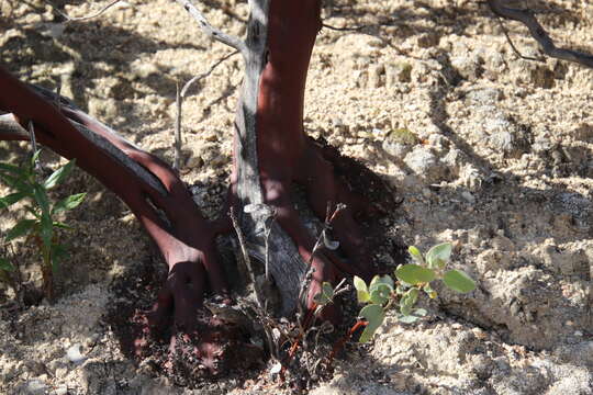 Image of Arctostaphylos glandulosa subsp. cushingiana (Eastw.) J. E. Keeley, M. C. Vasey & V. T. Parker