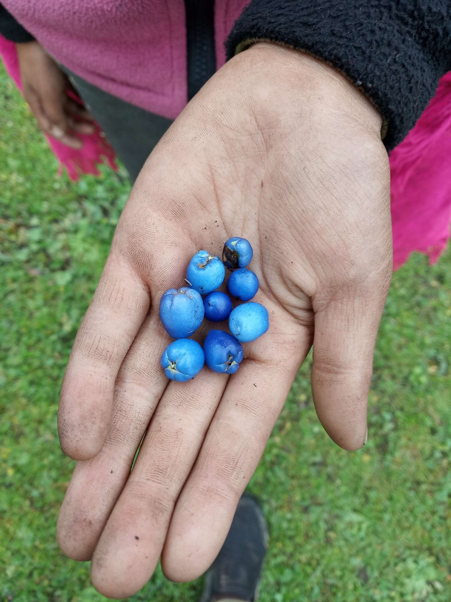 Imagem de Gaultheria trichophylla Royle