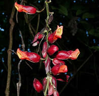 Plancia ëd Thunbergia coccinea Wall.