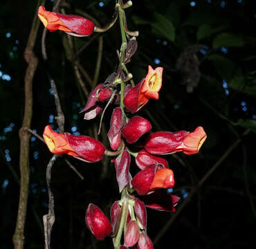 Image of Thunbergia coccinea Wall.